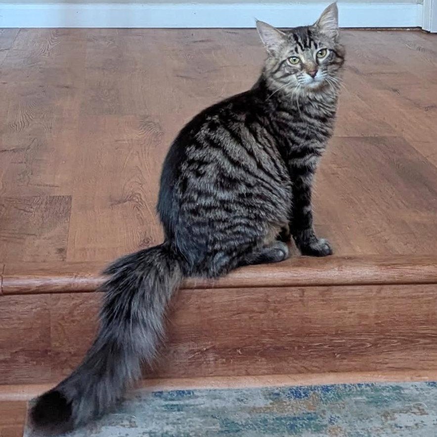 Sushi & Wasabi, an adopted Domestic Long Hair in Fairview Heights, IL image 6/6