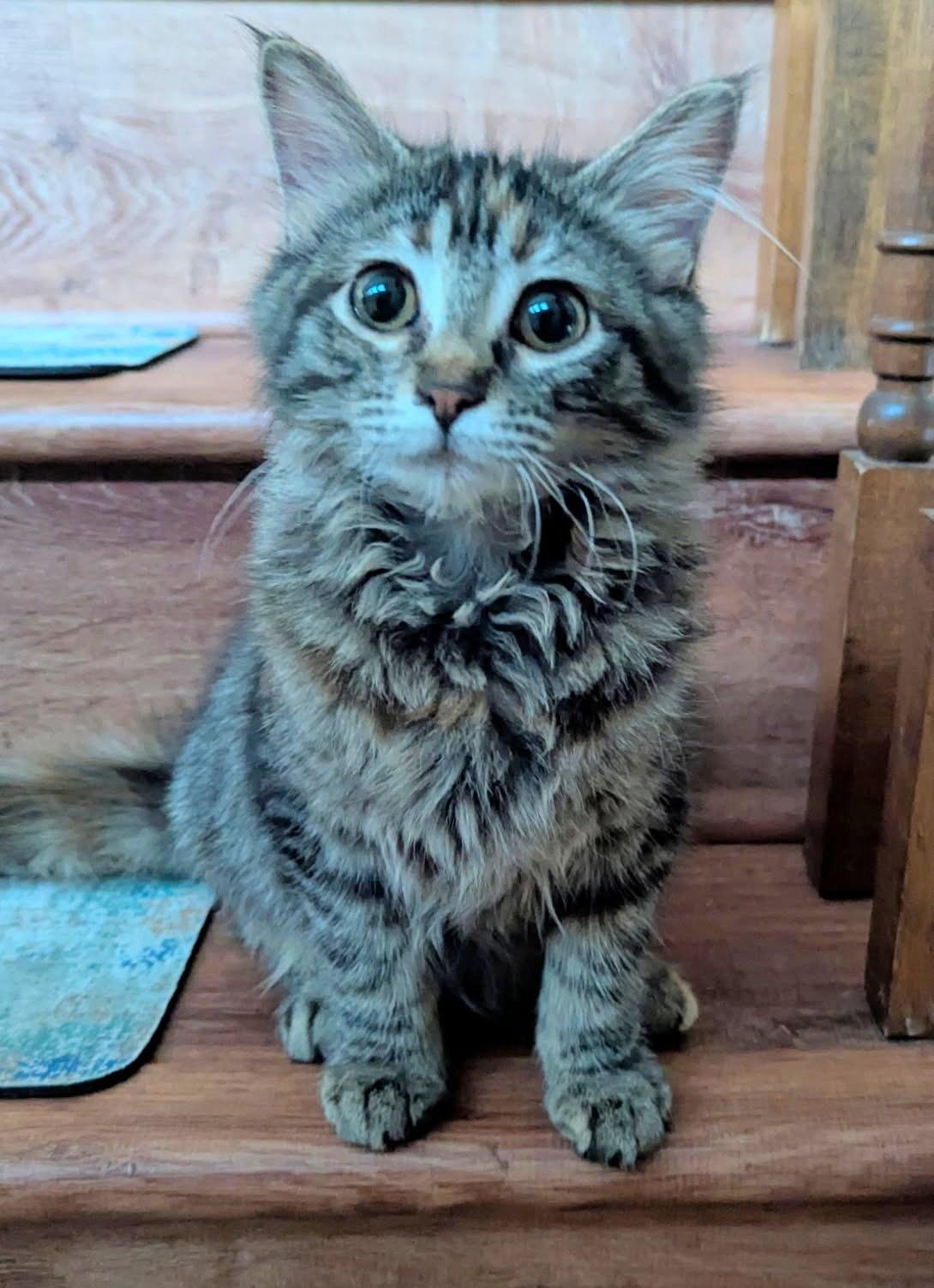 Sushi & Wasabi, an adopted Domestic Long Hair in Fairview Heights, IL image 4/6