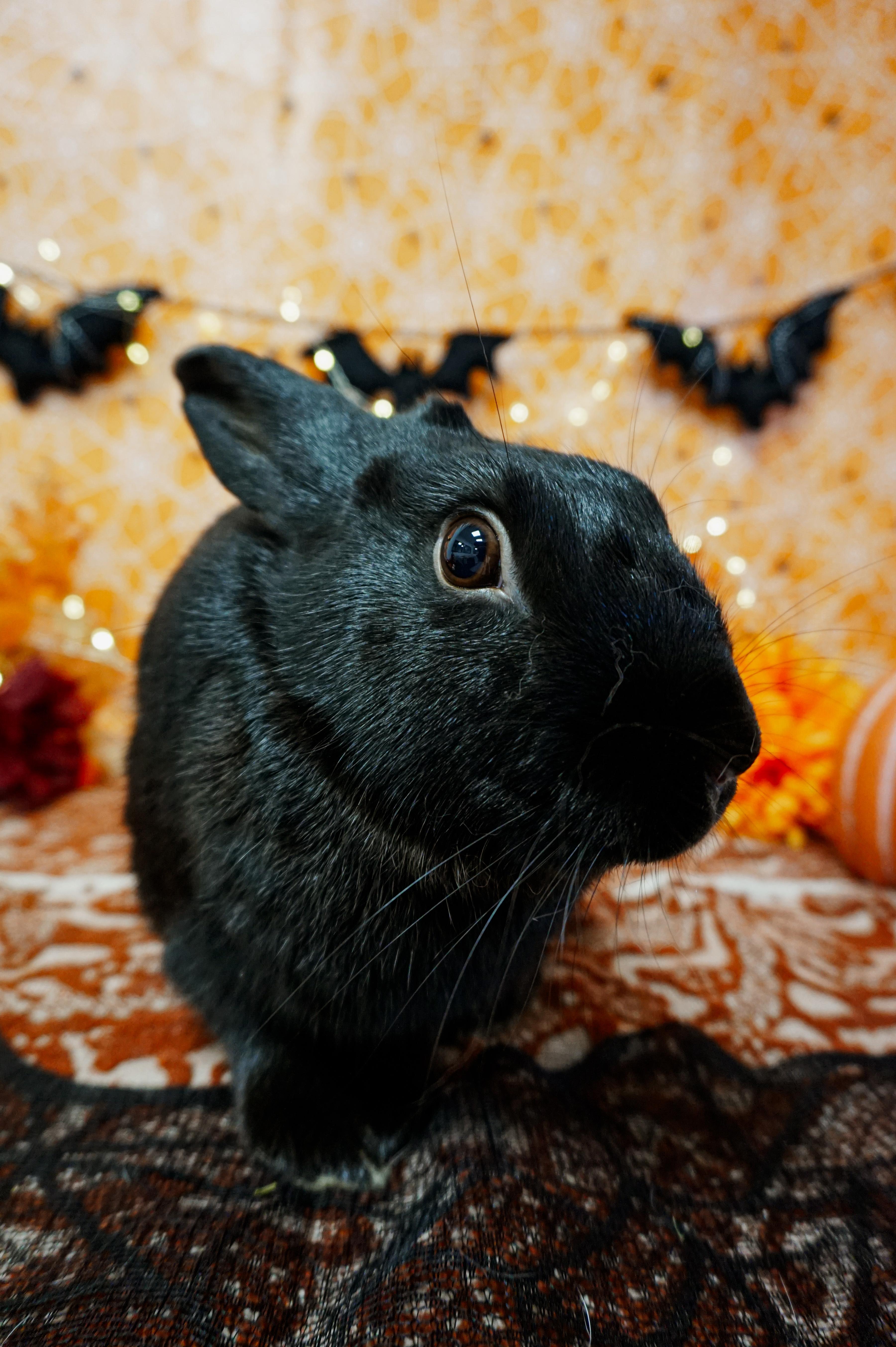 Enlarge Brambles, a Adopted Havana in Long Beach, CA image 3/3