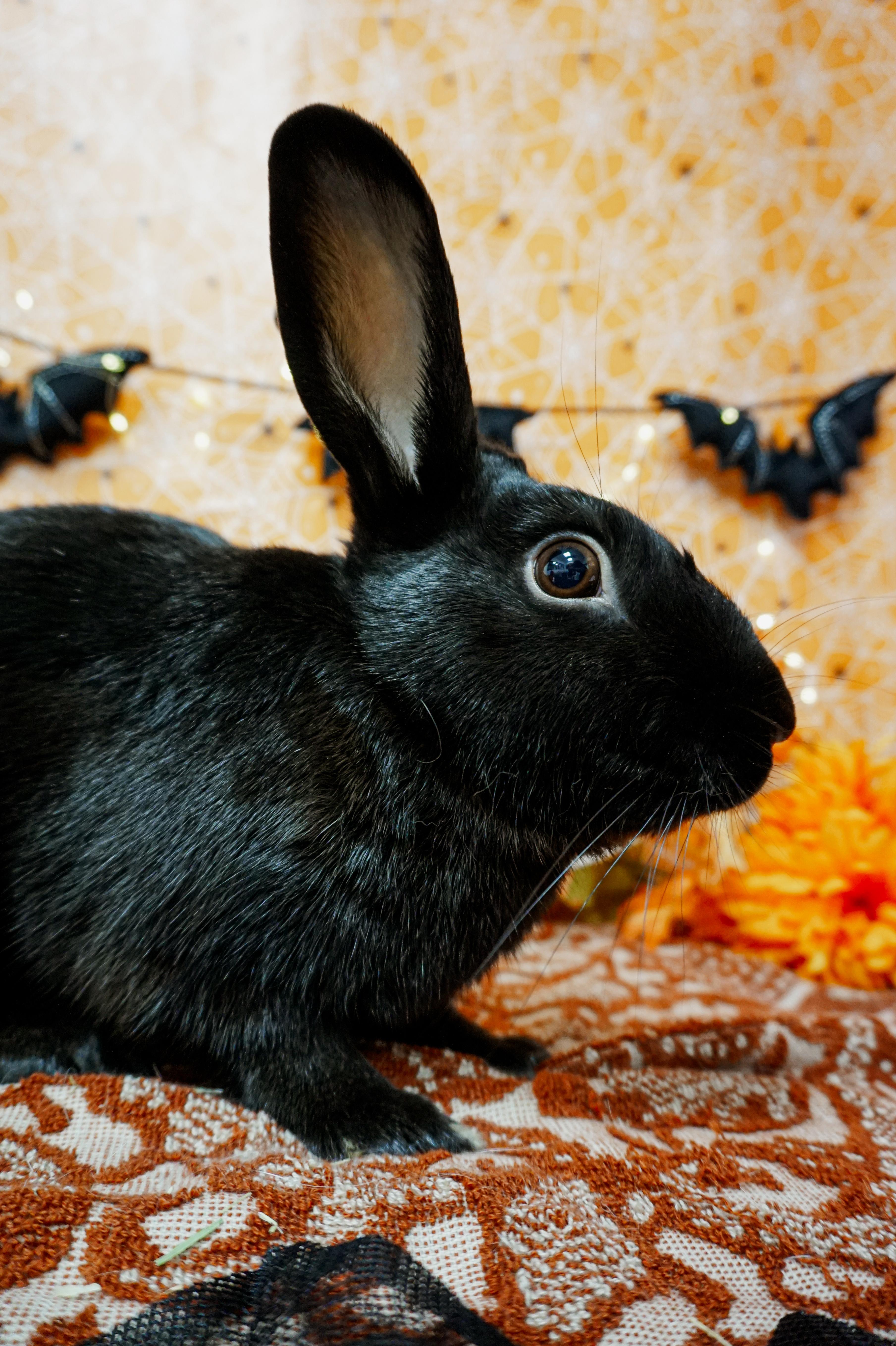 Enlarge Brambles, a Adopted Havana in Long Beach, CA image 2/3