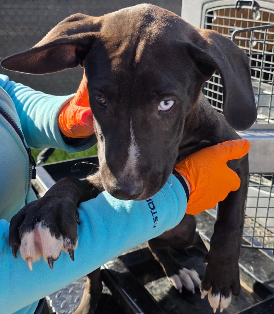 Enlarge Blue eye, a Adoptable mixed breed in Nacogdoches, TX image 1/1