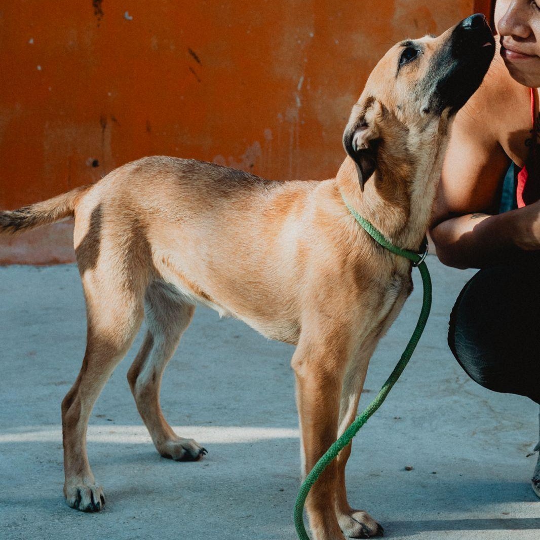 Enlarge Rubi, a ADOPTABLE mixed breed in New York, NY image 6/6