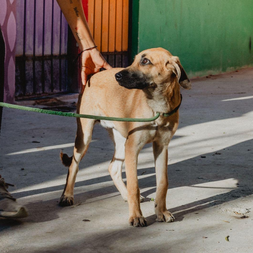 Rubi, ADOPTABLE, Young Female Whippet & German Shepherd Dog.