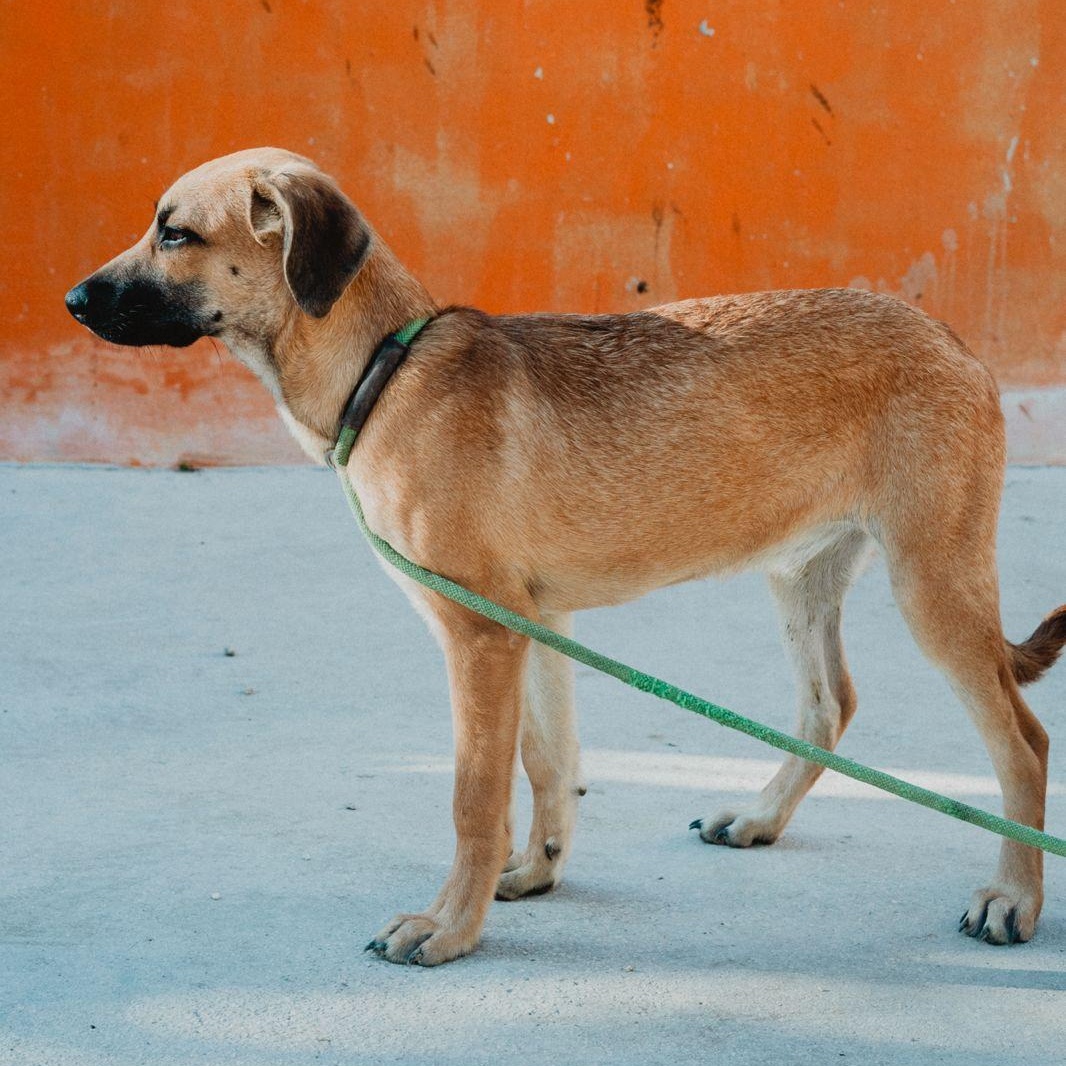 Enlarge Rubi, a ADOPTABLE mixed breed in New York, NY image 5/6