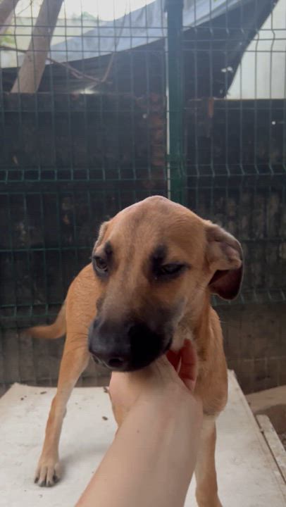 Enlarge Rubi, a ADOPTABLE mixed breed in New York, NY video 4/6