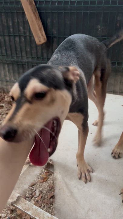 Enlarge Rubi, a ADOPTABLE mixed breed in New York, NY video 2/6