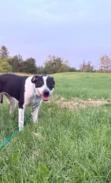 Roma, Adoptable, Puppy Female Mixed Breed.