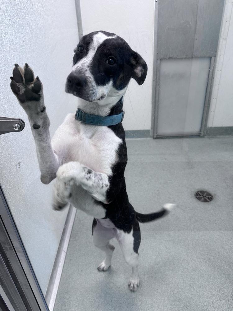 Roma, a Adoptable mixed breed in Trenton, ME image 2/2