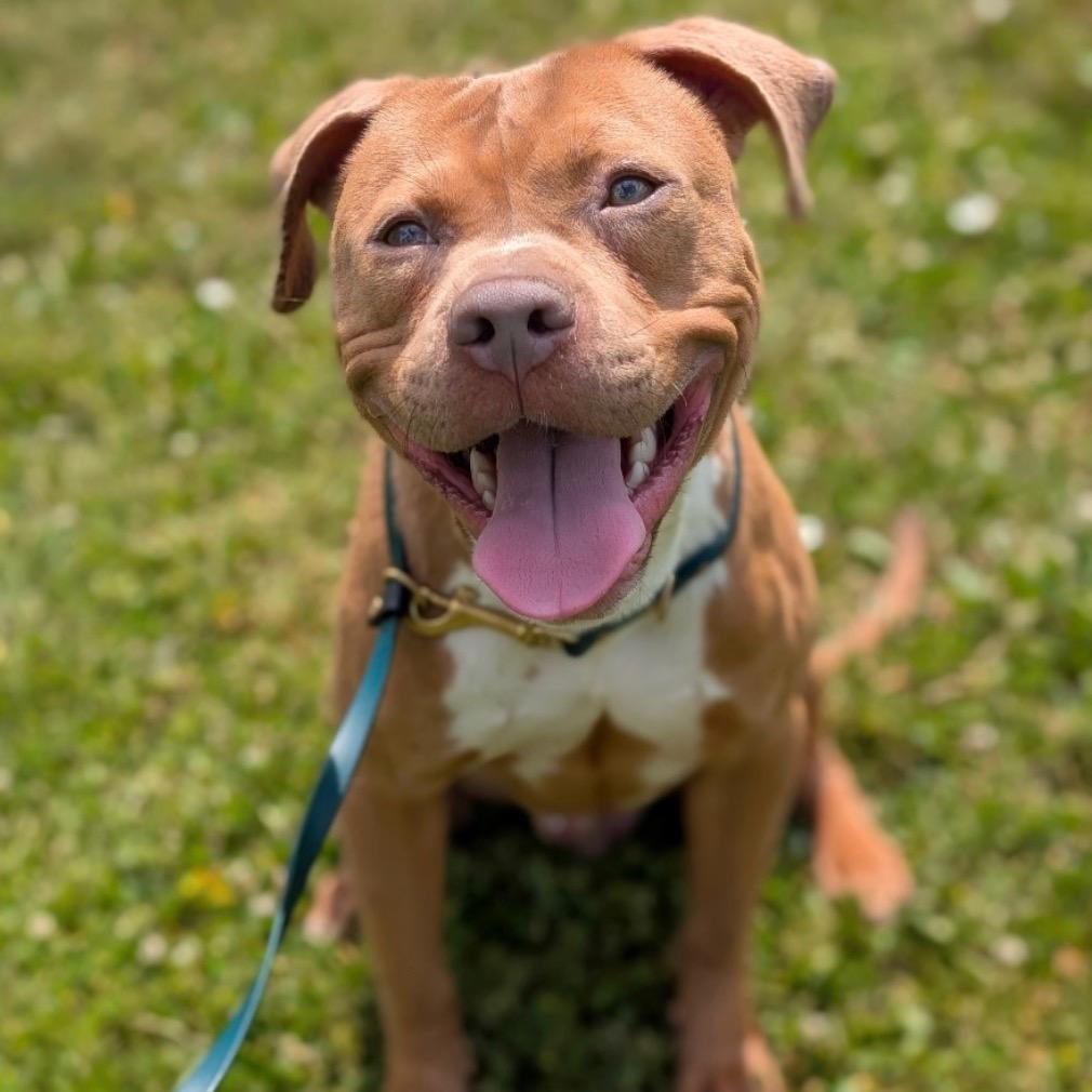 Pequod, Adoptable, Adult Male Pit Bull Terrier.