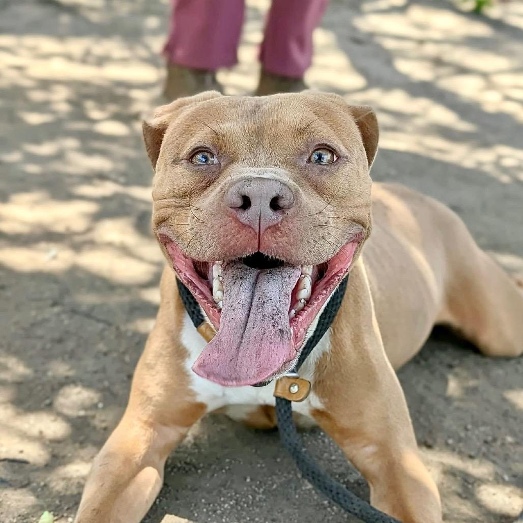 Enlarge Pequod, a Adoptable Pit Bull Terrier in Deerfield, IL image 2/4