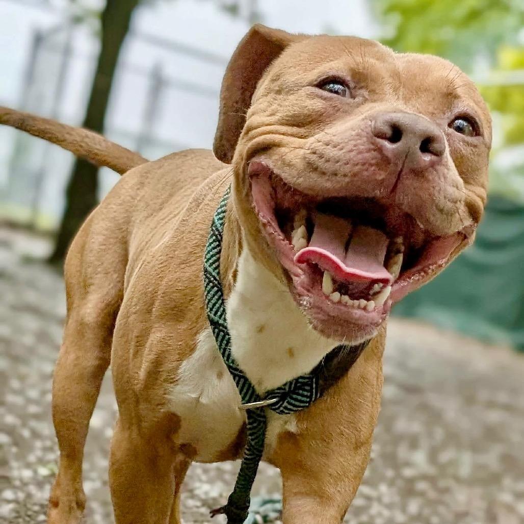 Enlarge Pequod, a Adoptable Pit Bull Terrier in Deerfield, IL image 3/4
