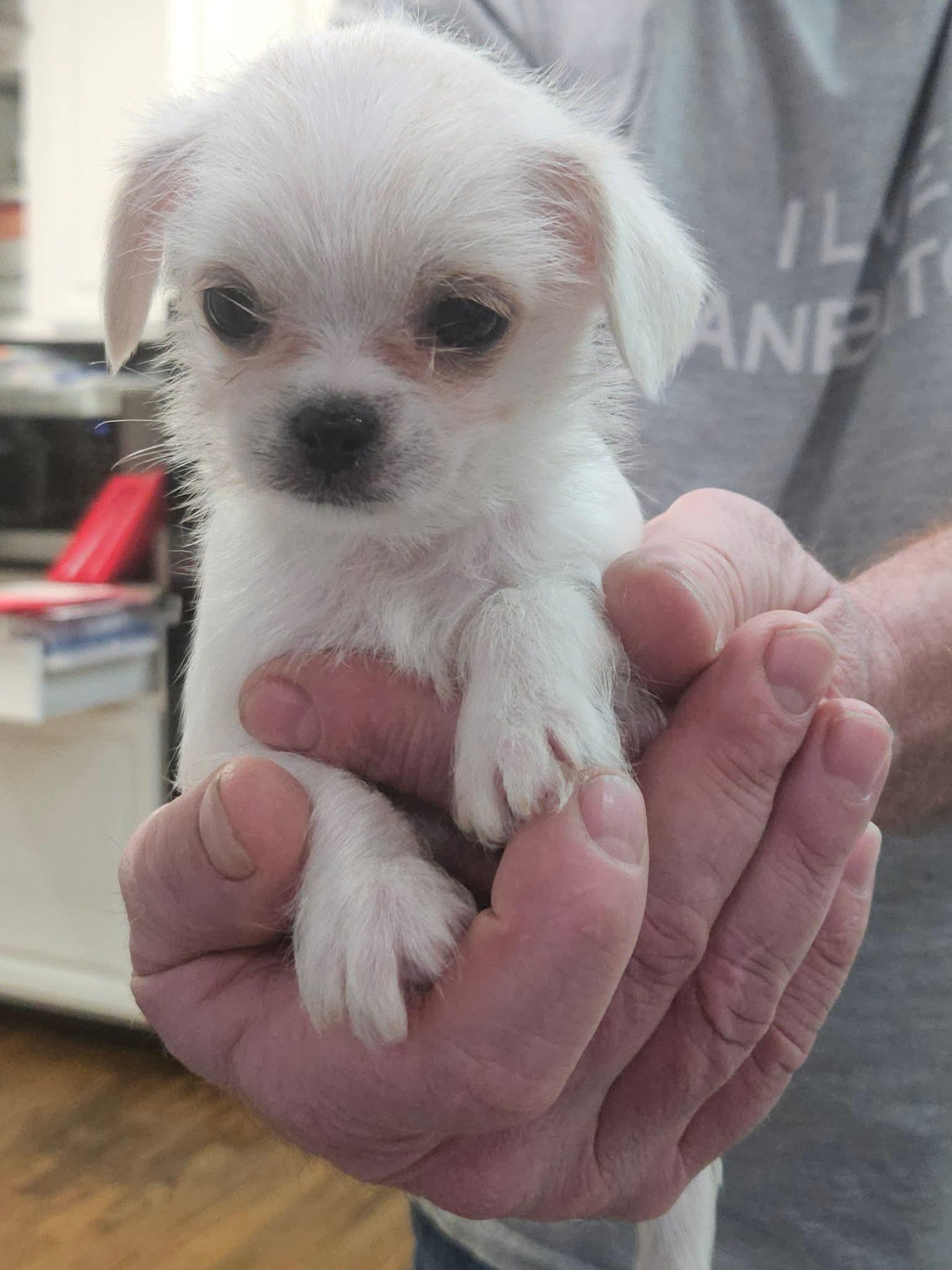 #229 Hunter, Adoptable, Puppy Male Japanese Chin & Yorkshire Terrier.