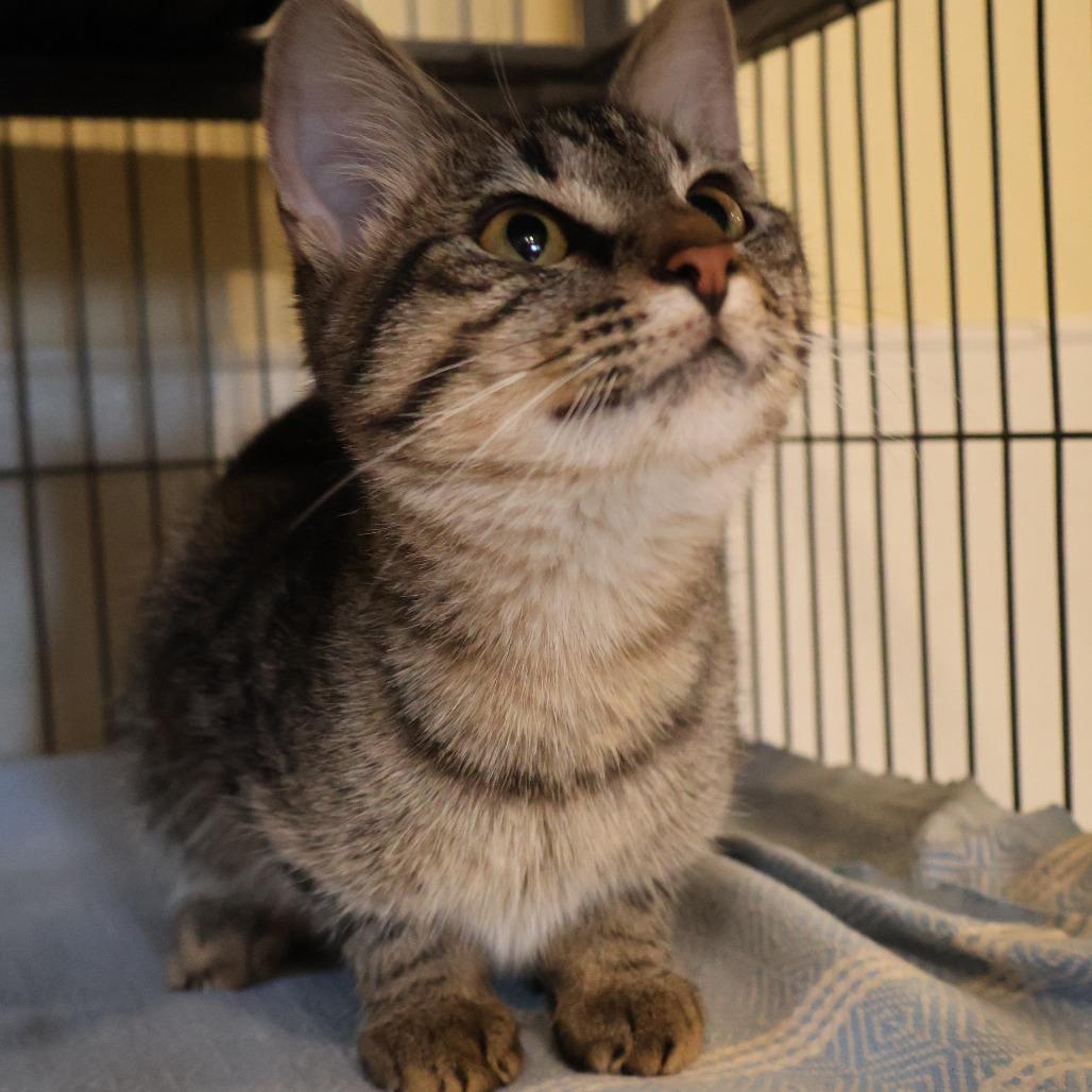 Enlarge Missy, a Adoptable Domestic Short Hair in Saint Charles, MO image 1/6