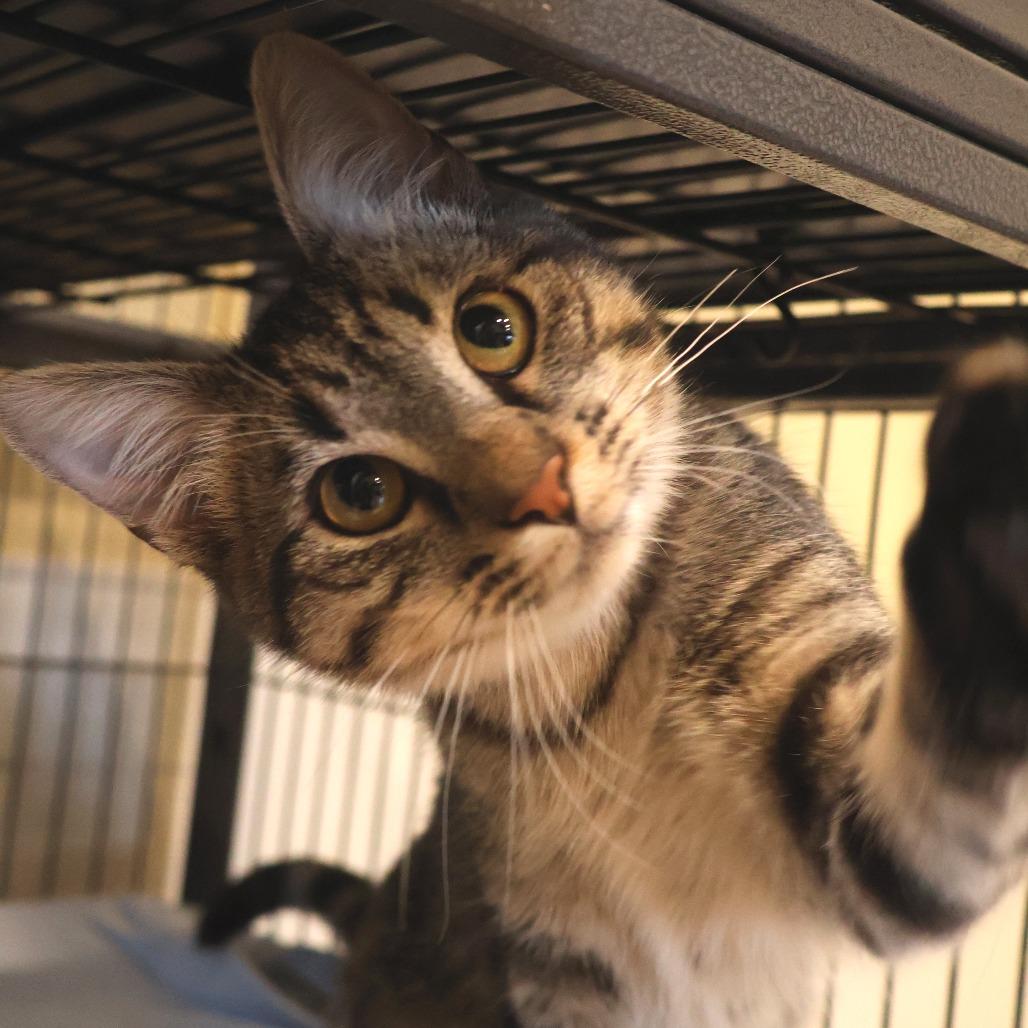 Enlarge Missy, a Adoptable Domestic Short Hair in Saint Charles, MO image 2/6