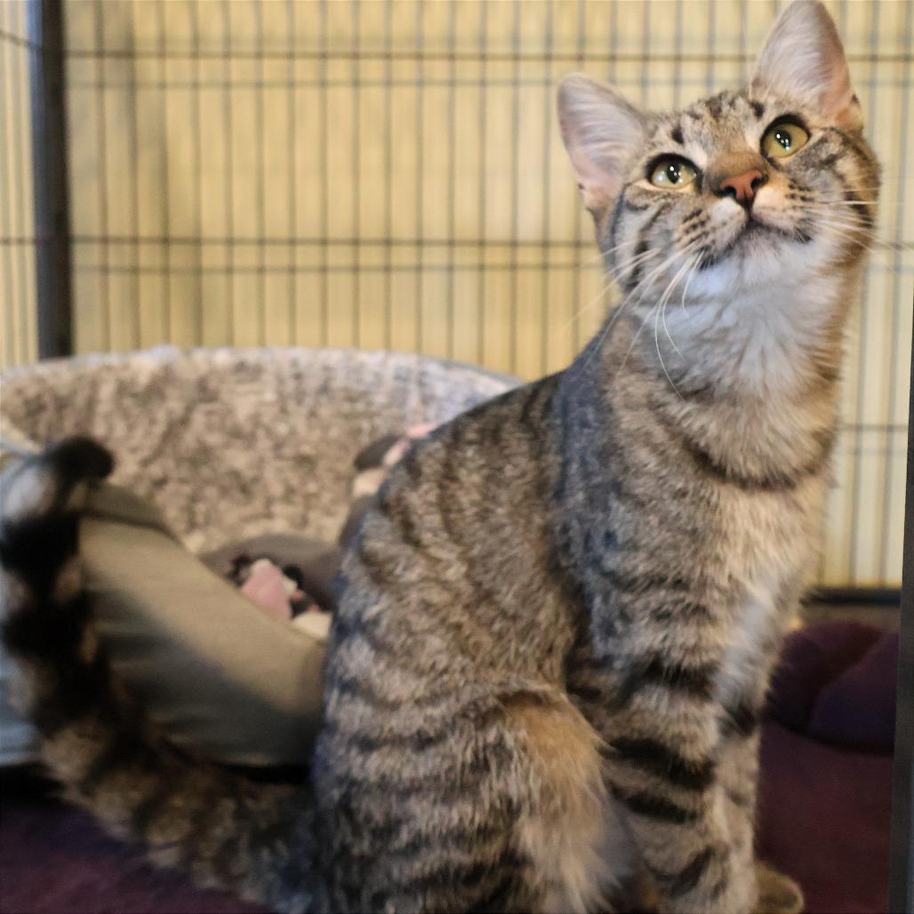 Enlarge Missy, a Adoptable Domestic Short Hair in Saint Charles, MO image 3/6