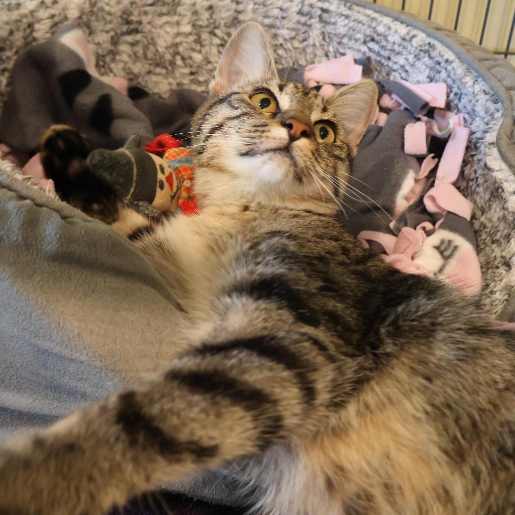 Enlarge Missy, a Adoptable Domestic Short Hair in Saint Charles, MO image 4/6