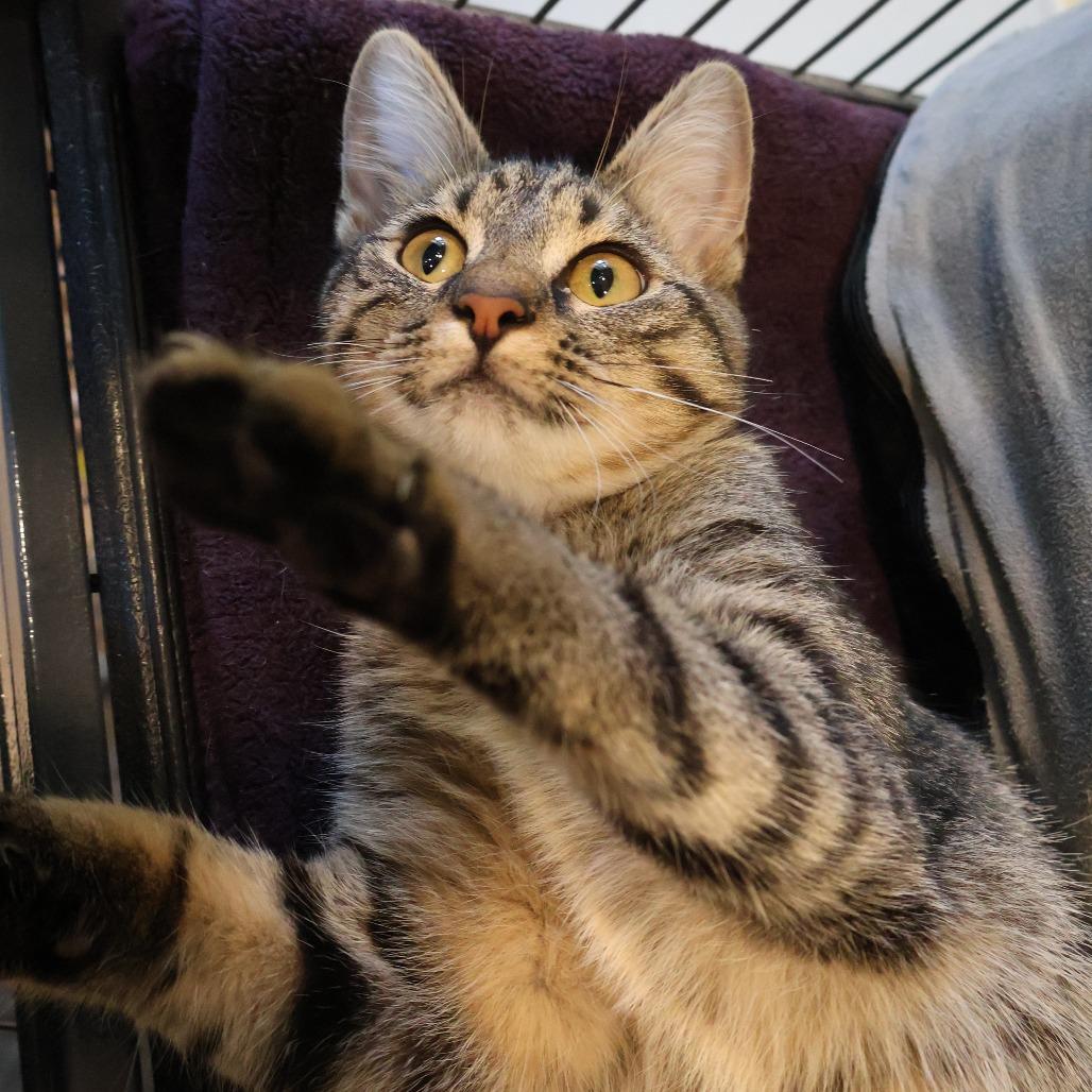 Enlarge Missy, a Adoptable Domestic Short Hair in Saint Charles, MO image 5/6