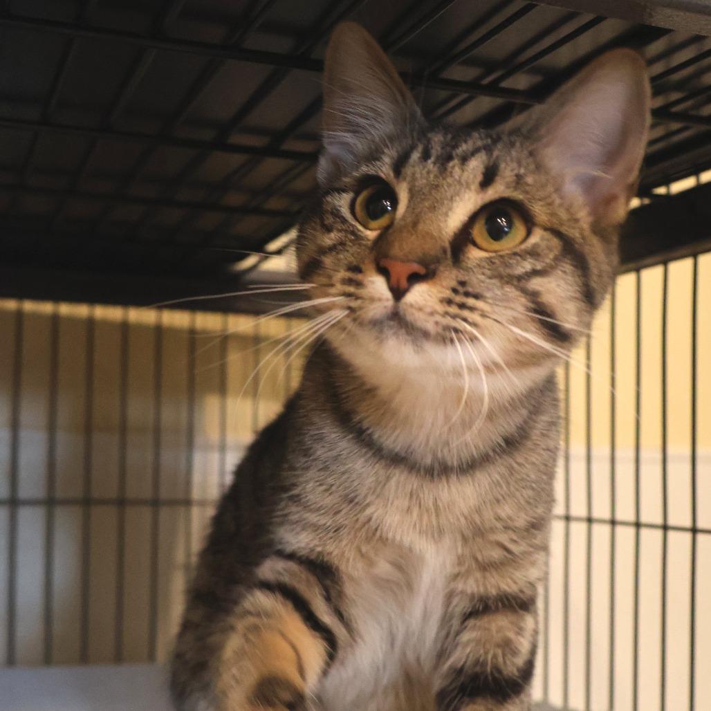 Enlarge Missy, a Adoptable Domestic Short Hair in Saint Charles, MO image 6/6