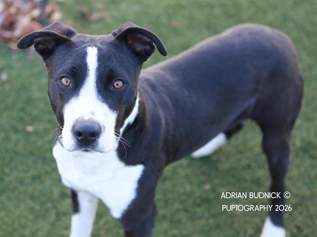 Hamstring, ADOPTABLE, Young Male Mixed Breed.