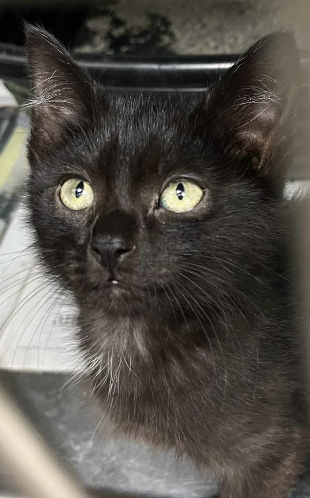 Binx, Adoptable, Kitten Male Domestic Short Hair.