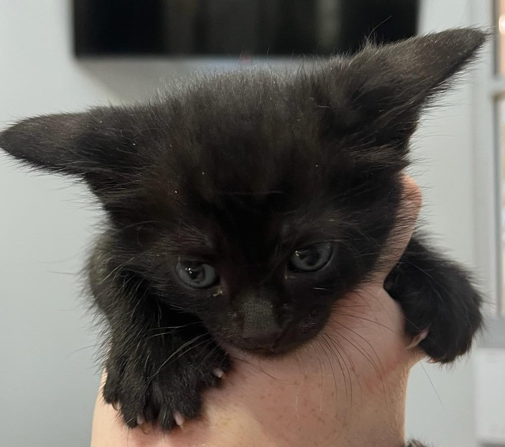 Enlarge Binx, a Adoptable mixed breed in Richland Hills, TX image 2/2