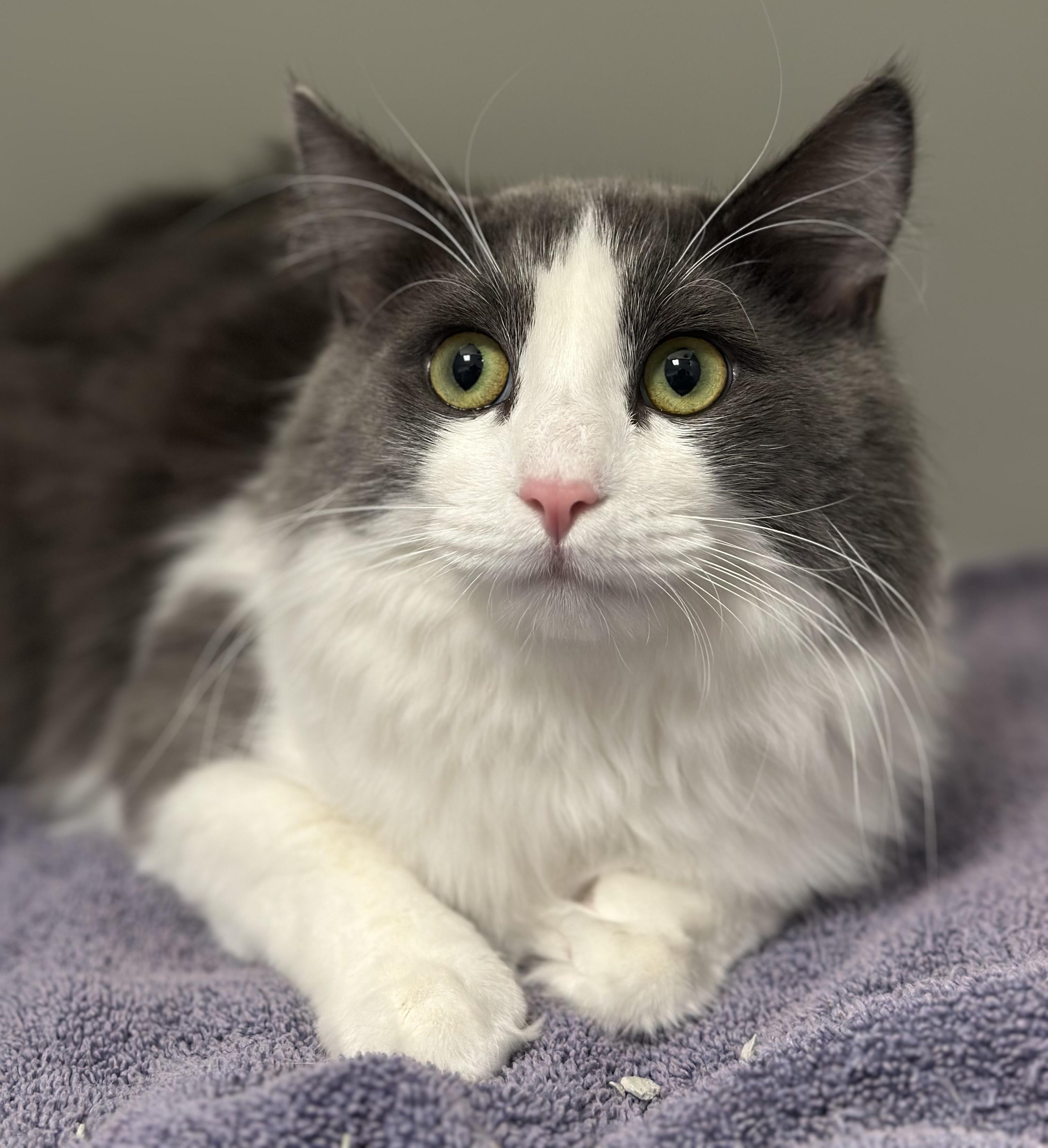 Donut, adopted, Adult Male Domestic Long Hair.