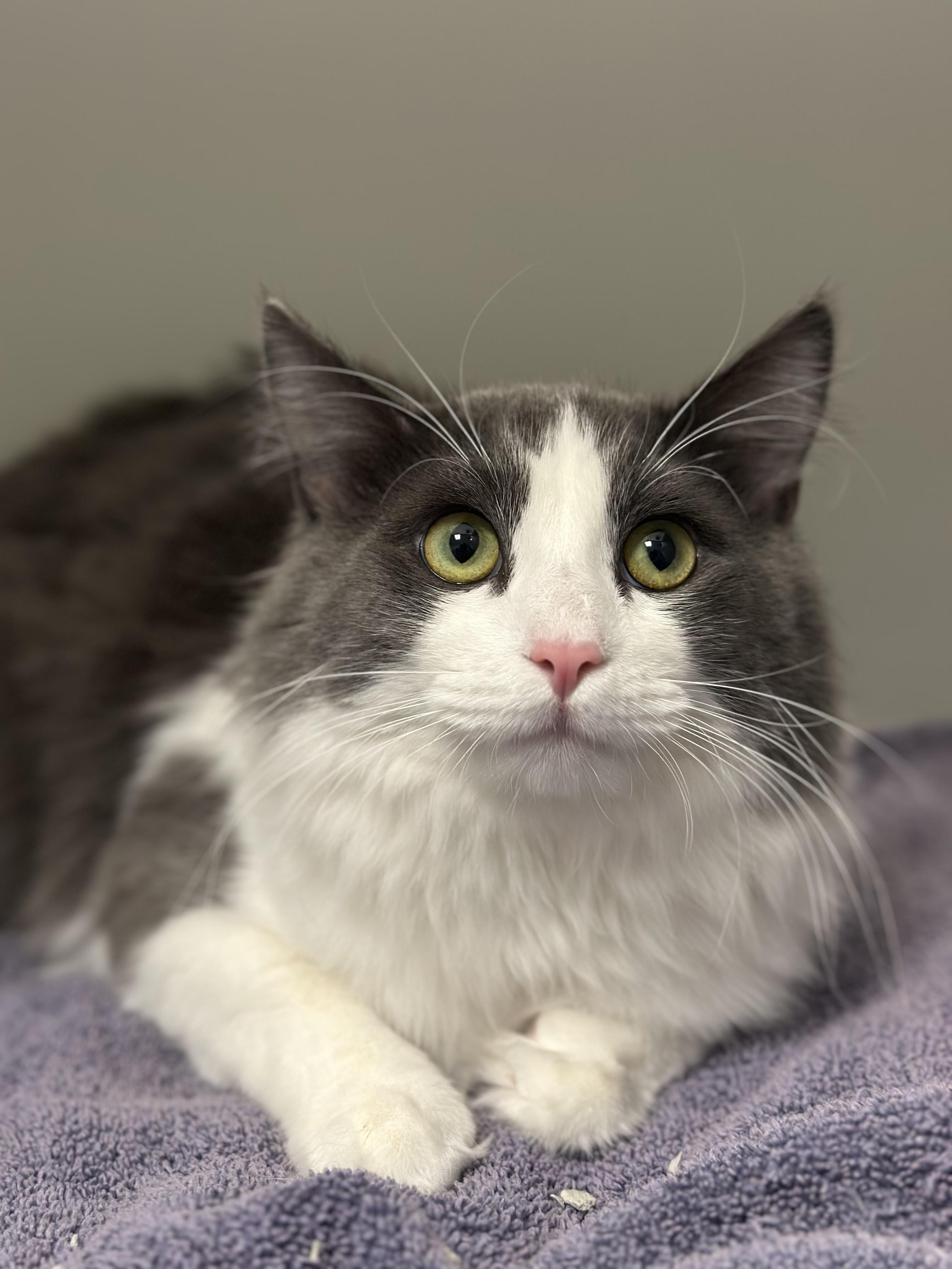Enlarge Donut, an adopted Domestic Long Hair in Stafford, VA image 2/2