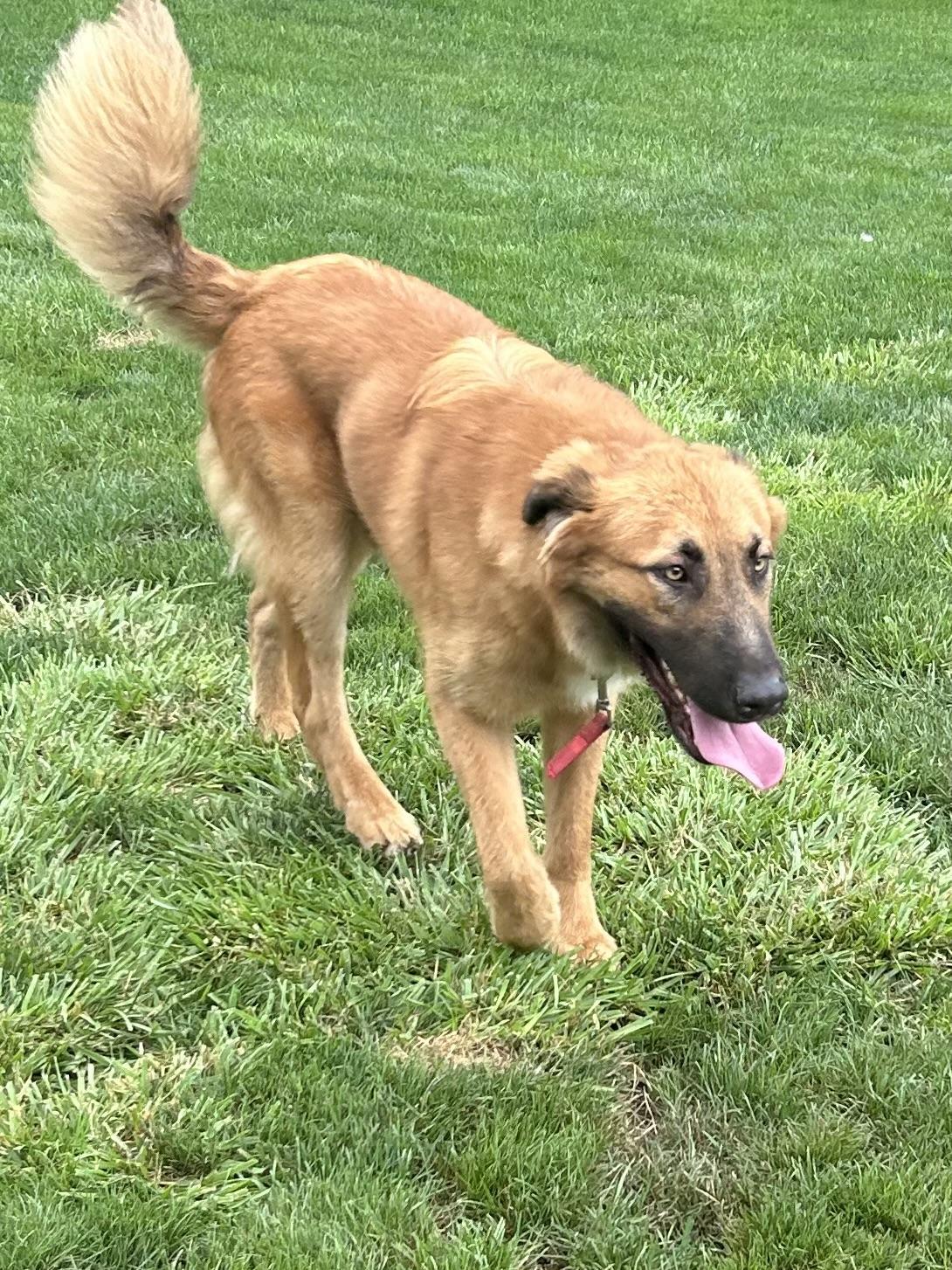 SISCO, a Adoptable mixed breed in Elyria, OH image 5/5