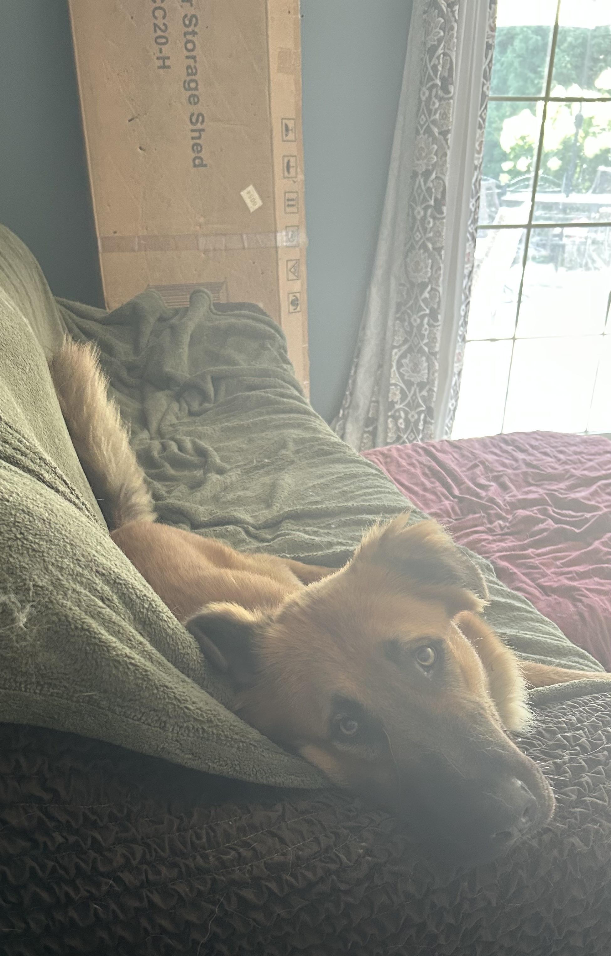 SISCO, a Adoptable mixed breed in Elyria, OH image 2/5
