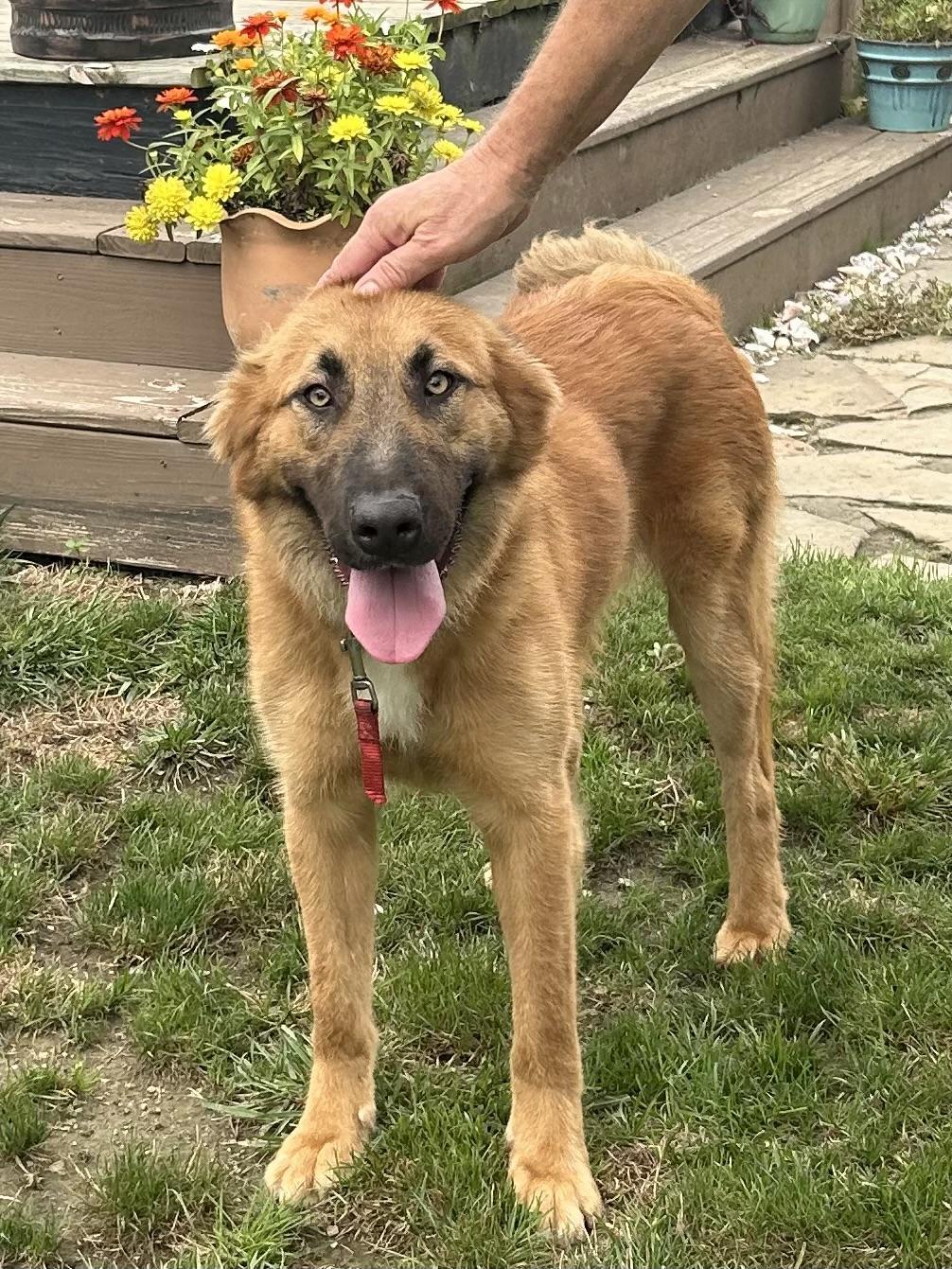 SISCO, a Adoptable mixed breed in Elyria, OH image 4/5