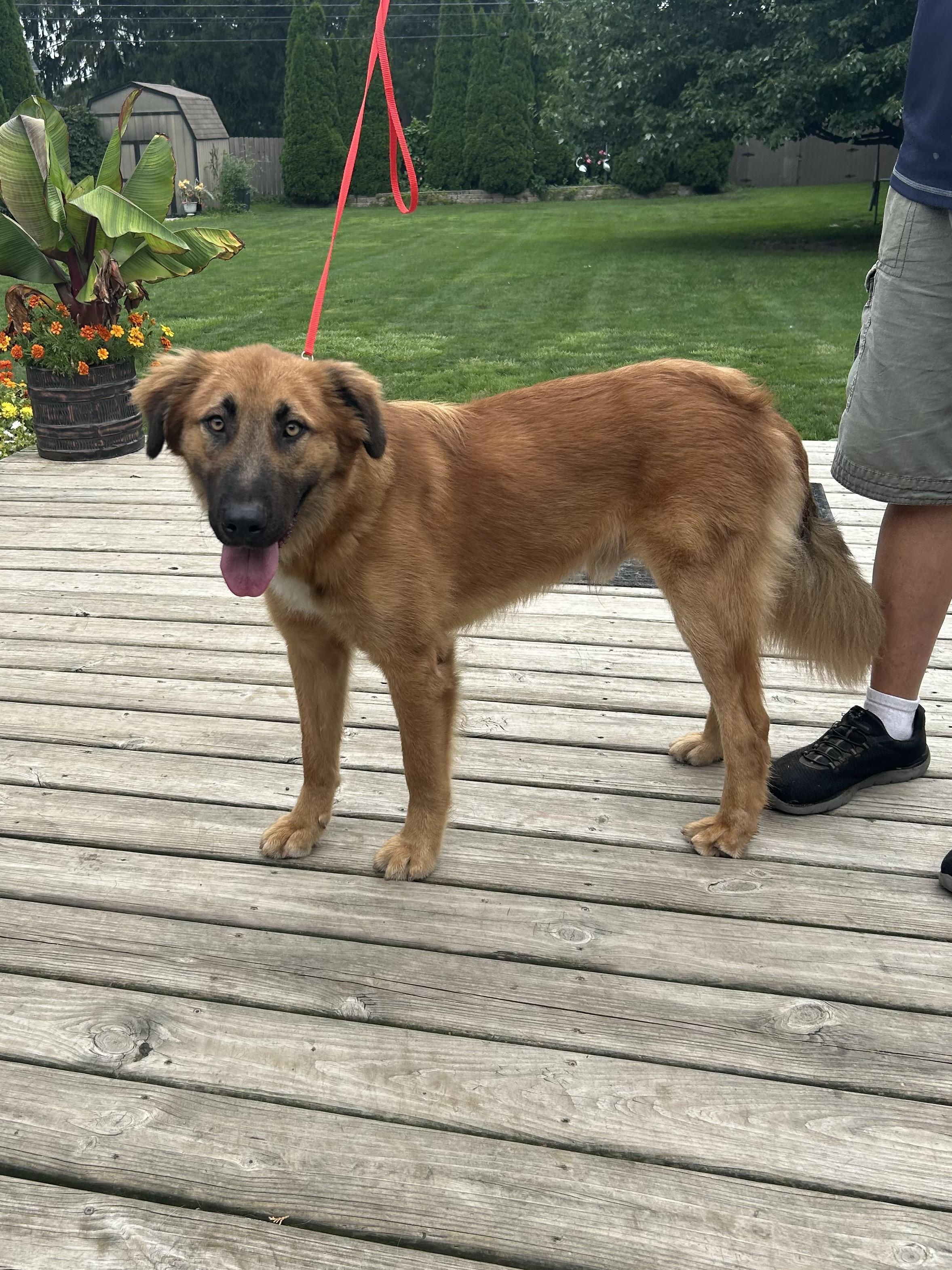 SISCO, Adoptable, Adult Male Golden Retriever & German Shepherd Dog.
