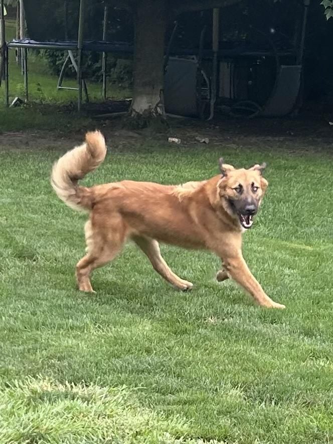 SISCO, a Adoptable mixed breed in Elyria, OH image 3/5