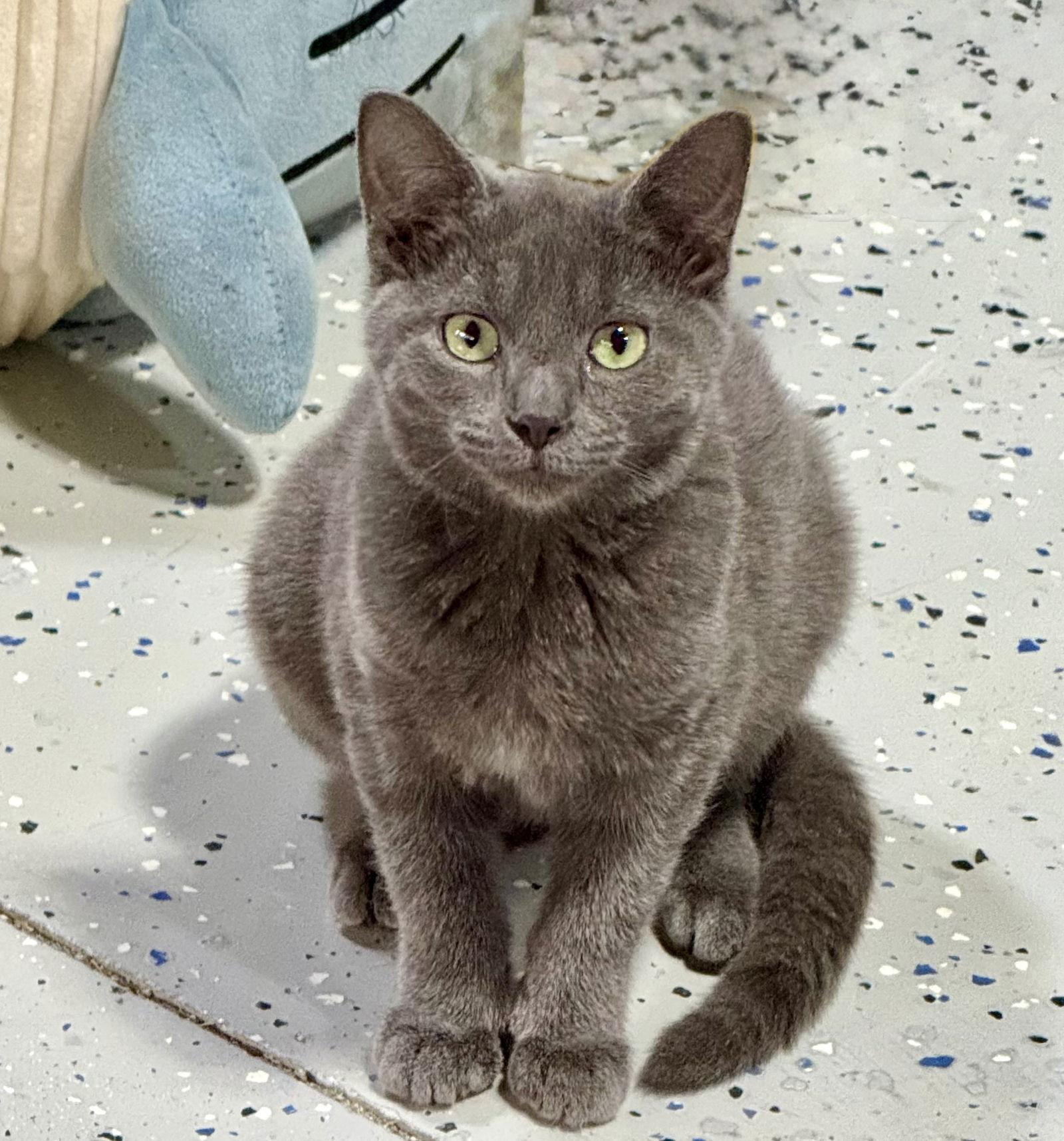 Estee, Adoptable, Young Female Domestic Short Hair.