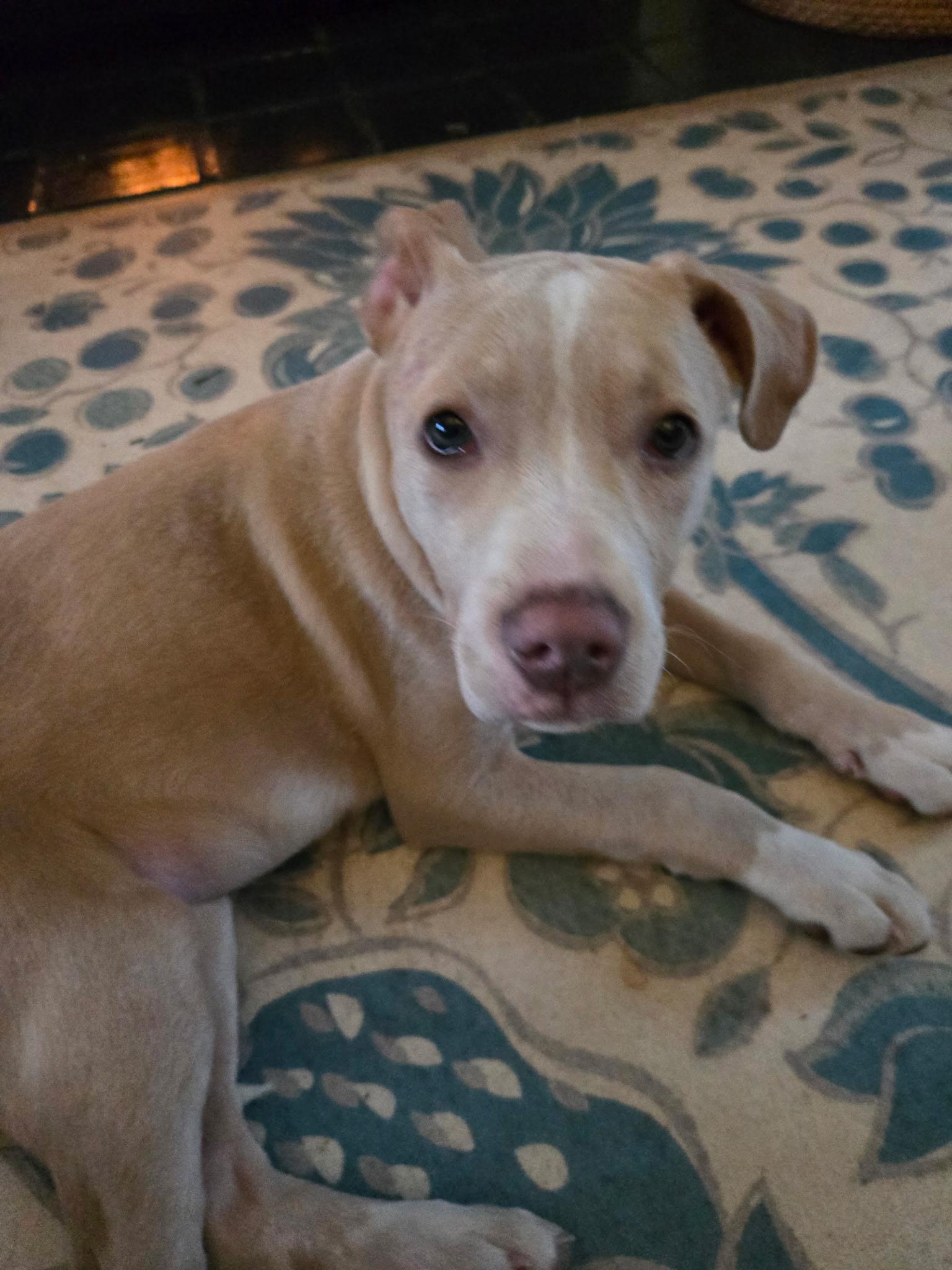 Roo Willows Litter thumbnail 3