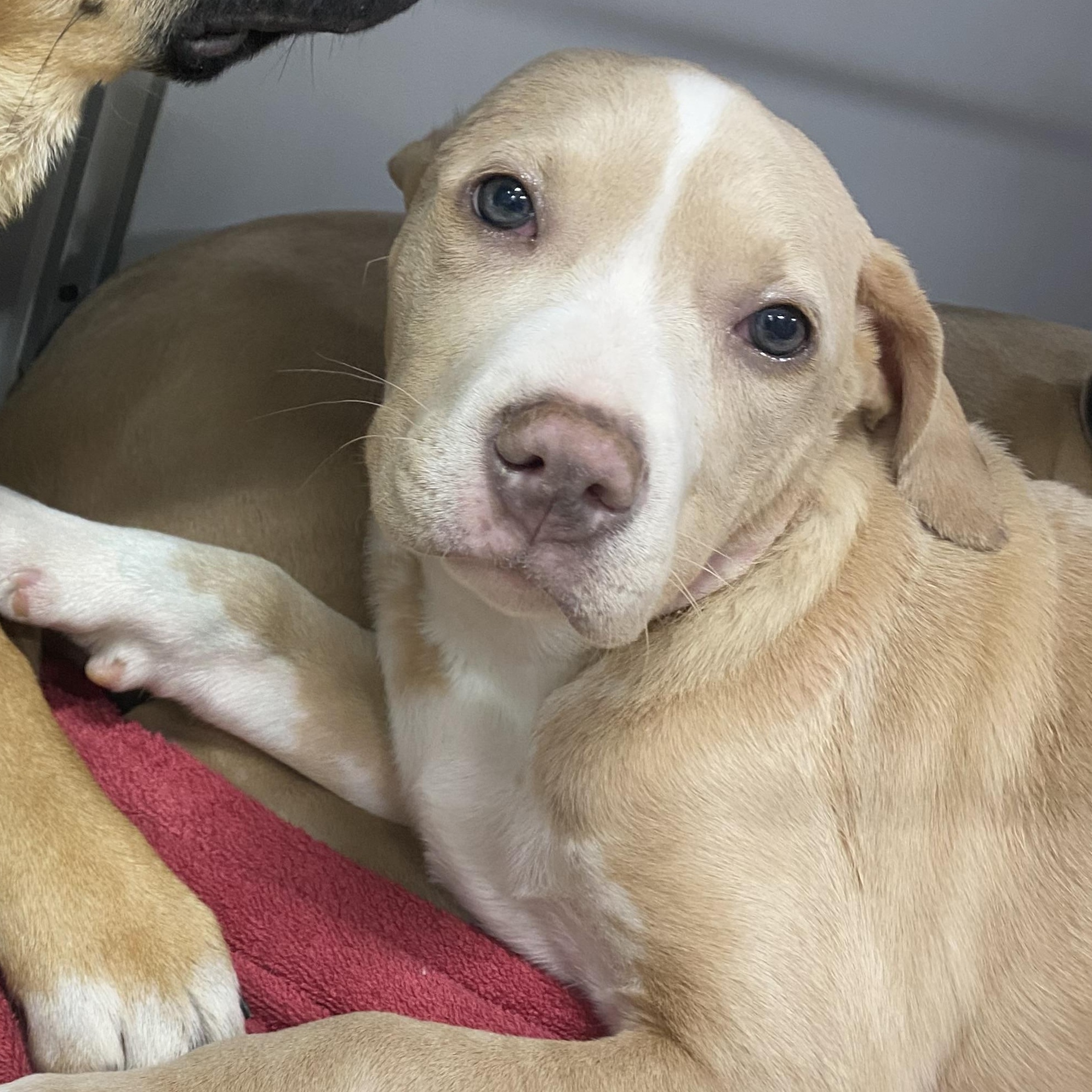 Roo Willows Litter thumbnail 4