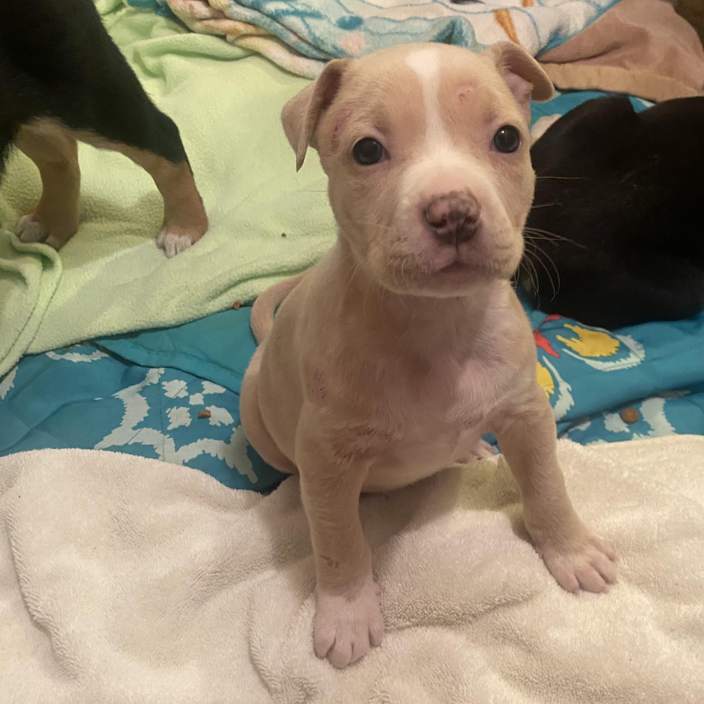 Roo Willows Litter thumbnail 5