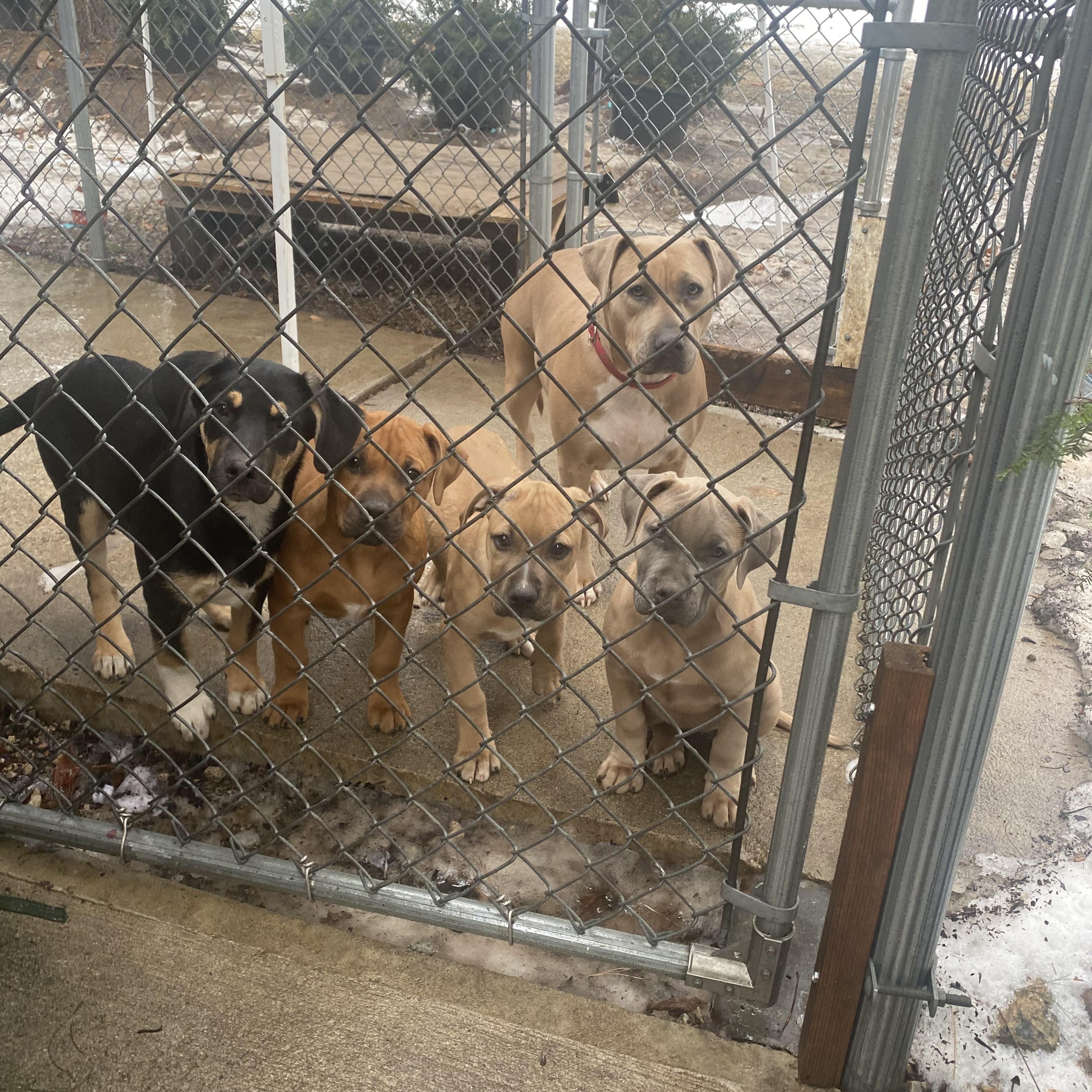 Roo Willows Litter thumbnail 7