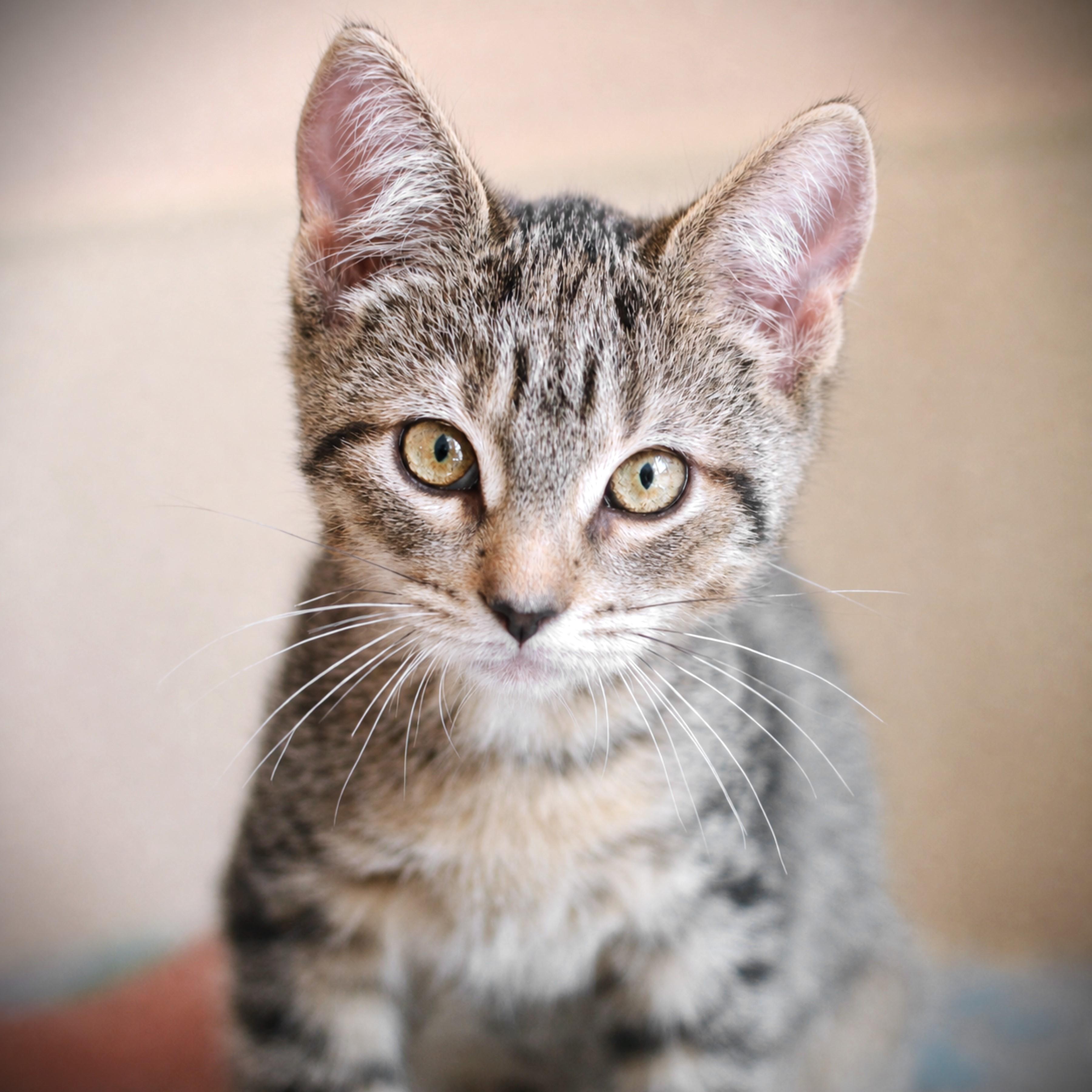 Enlarge Skipper, an adoptable Domestic Short Hair in Amsterdam, NY image 1/1