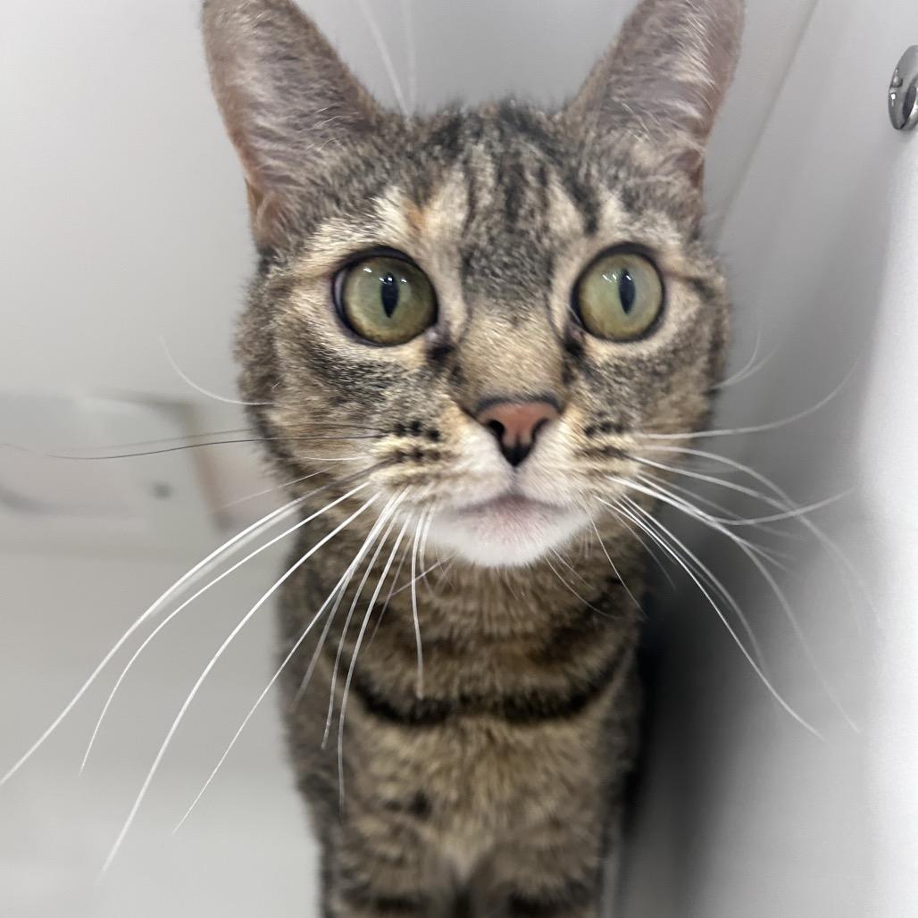 Enlarge Ellie, a Adoptable Domestic Short Hair in Clearwater, FL image 1/1