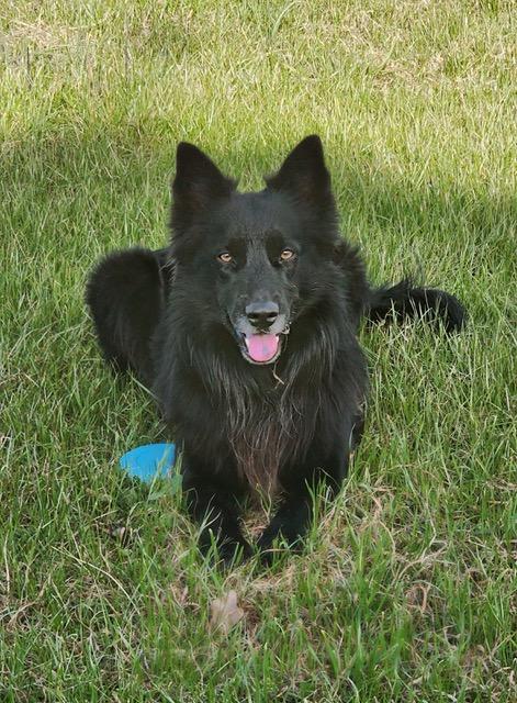 GRIZZLY - COURTESY LISTING, Adoptable, Adult Male Border Collie & Australian Shepherd.