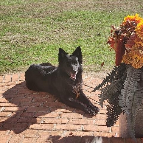 Enlarge GRIZZLY - COURTESY LISTING, a Adoptable mixed breed in Indian Land , SC image 2/5
