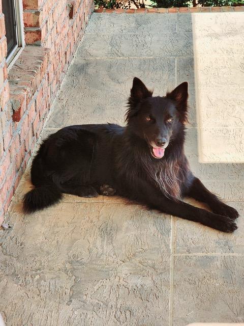 Enlarge GRIZZLY - COURTESY LISTING, a Adoptable mixed breed in Indian Land , SC image 3/5