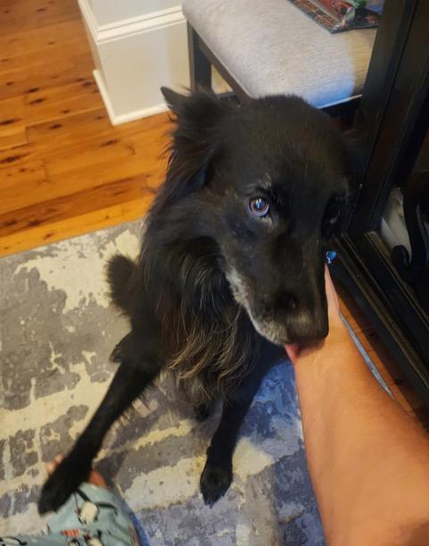 Enlarge GRIZZLY - COURTESY LISTING, a Adoptable mixed breed in Indian Land , SC image 4/5