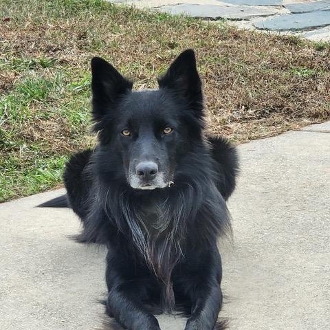 Enlarge GRIZZLY - COURTESY LISTING, a Adoptable mixed breed in Indian Land , SC image 5/5