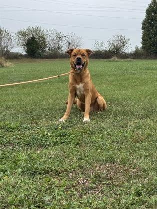 Enlarge Gizmo, a Adoptable mixed breed in Columbus, IN image 1/1