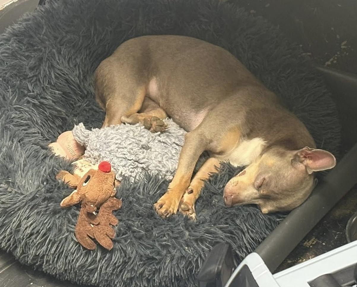 Lydia, a ADOPTABLE mixed breed in Fort Worth, TX image 3/6