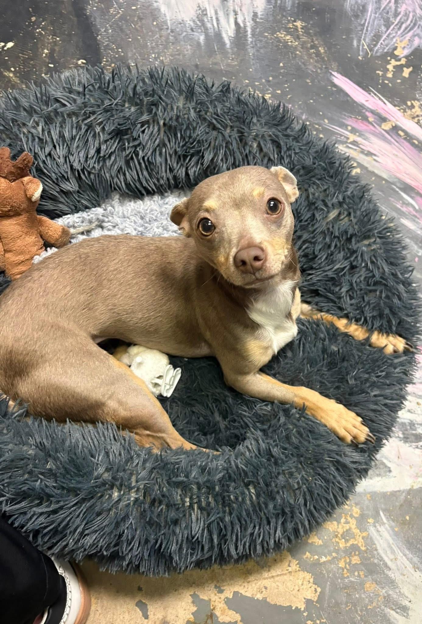 Lydia, a ADOPTABLE mixed breed in Fort Worth, TX image 4/6