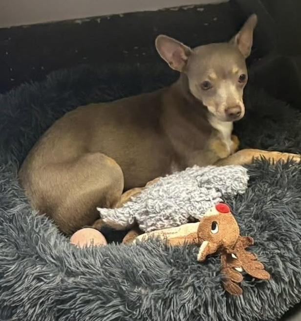 Lydia, a ADOPTABLE mixed breed in Fort Worth, TX image 2/6