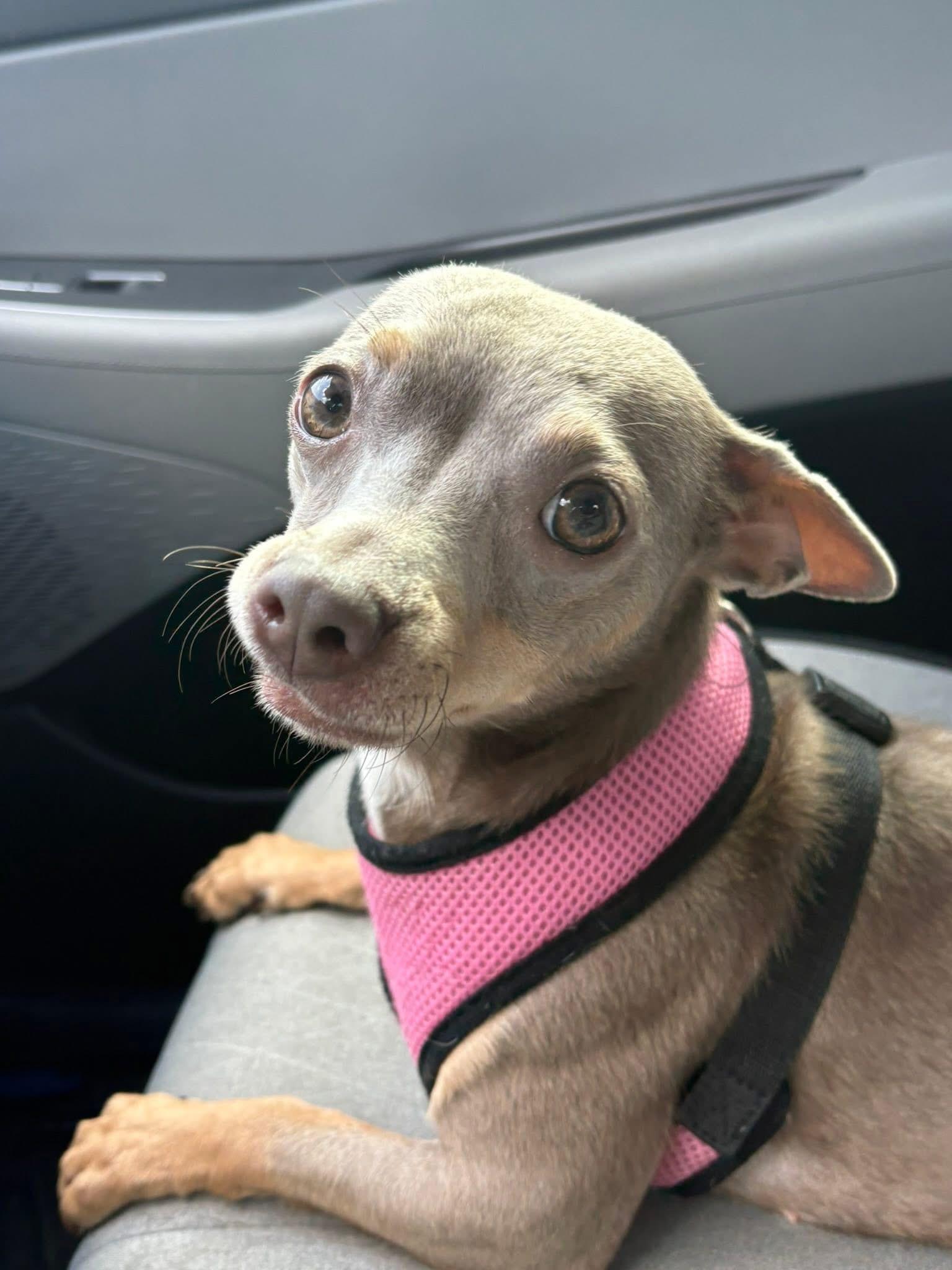 Lydia, ADOPTABLE, Adult Female Chihuahua.