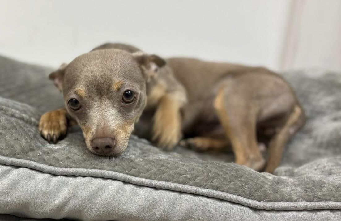 Lydia, a ADOPTABLE mixed breed in Fort Worth, TX image 5/6